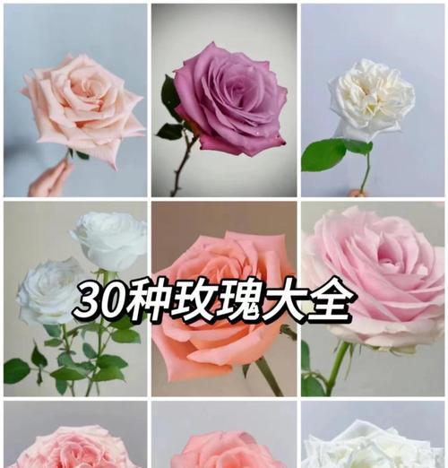 橙玫瑰的花语和祝福语是什么？橙玫瑰传递了哪些情感？