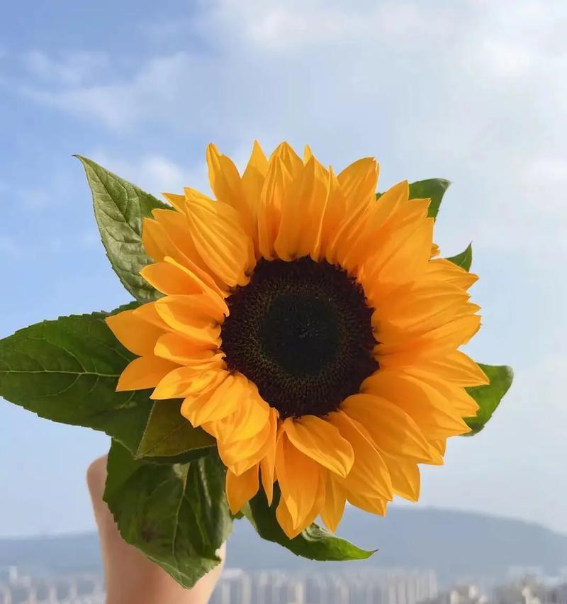 积极向上的花语有哪些？