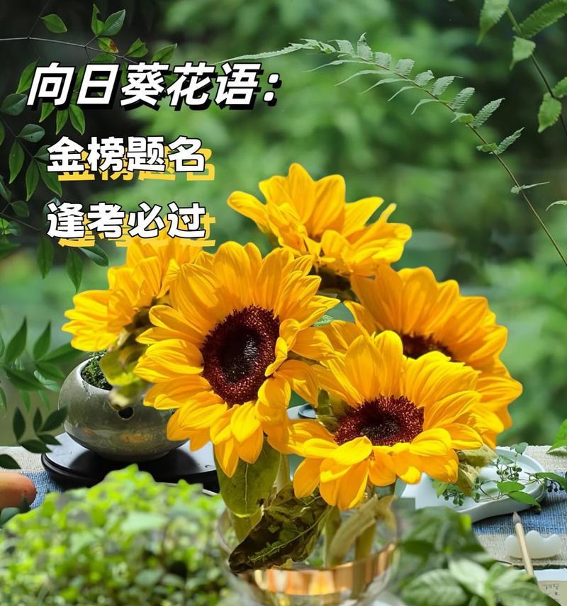 积极向上的花语有哪些？