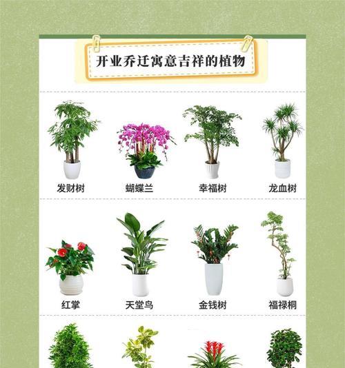 胖豆豆的鸟语花语有何寓意？