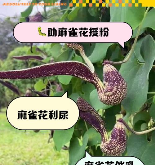 胖豆豆的鸟语花语有何寓意？