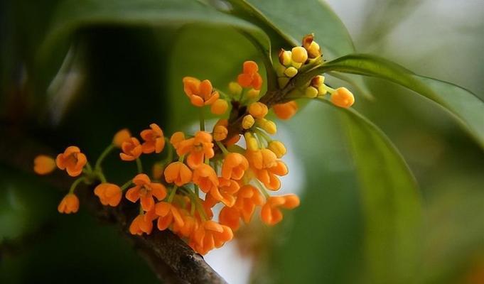 三月的花语代表了什么意义？