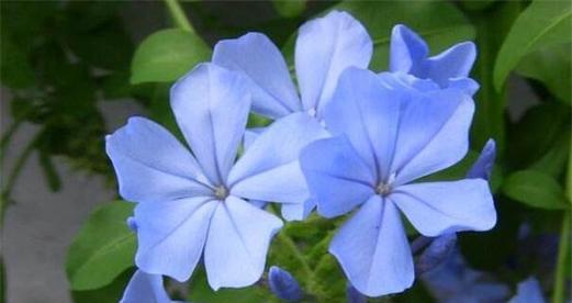 零钱背后花语的含义是什么？