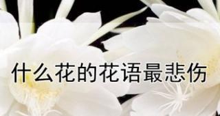 荷畔花语房子的花语是什么？
