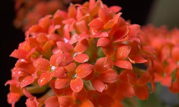 哪种花的花语是幸运和祝福？