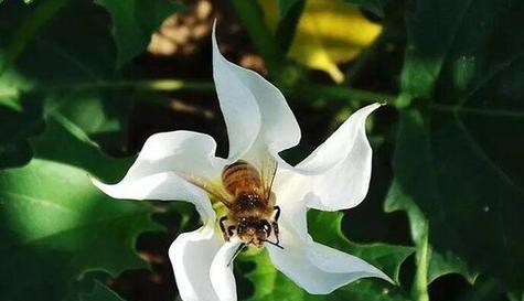 深情偏执的花语是什么？深情偏执的花语代表什么？