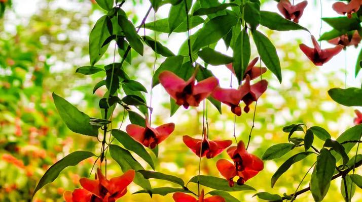 阴阳两隔的花语是什么花？