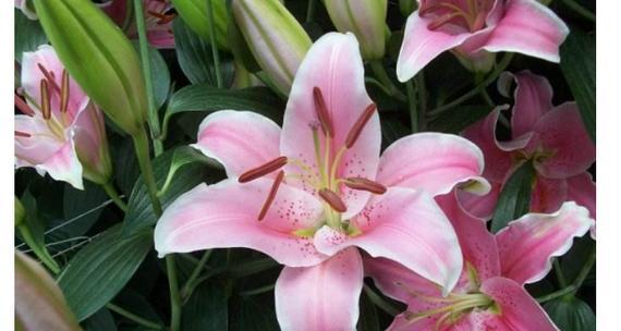阴阳两隔的花语是什么花？