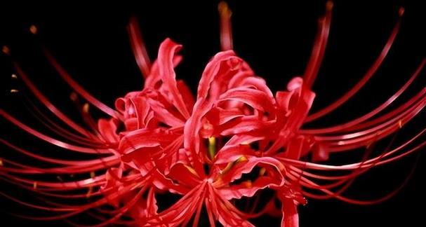 阴阳两隔的花语是什么花？