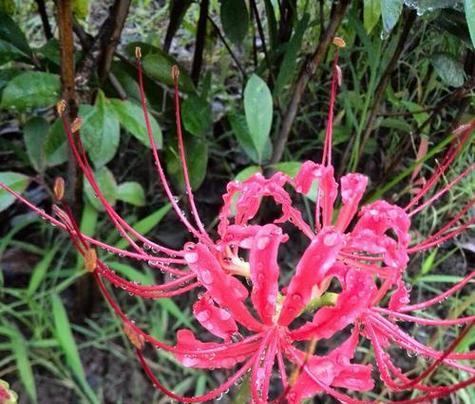 传奇花语是什么？它传达了怎样的信息？