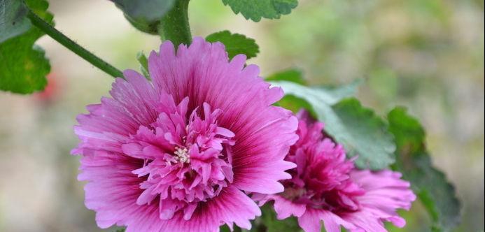 传奇花语是什么？它传达了怎样的信息？