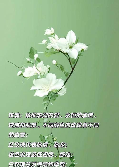 夏天适合表达浪漫的花语有哪些？