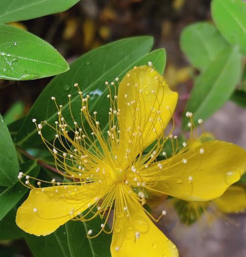枯萎的花代表什么？它们的花语有何特别之处？