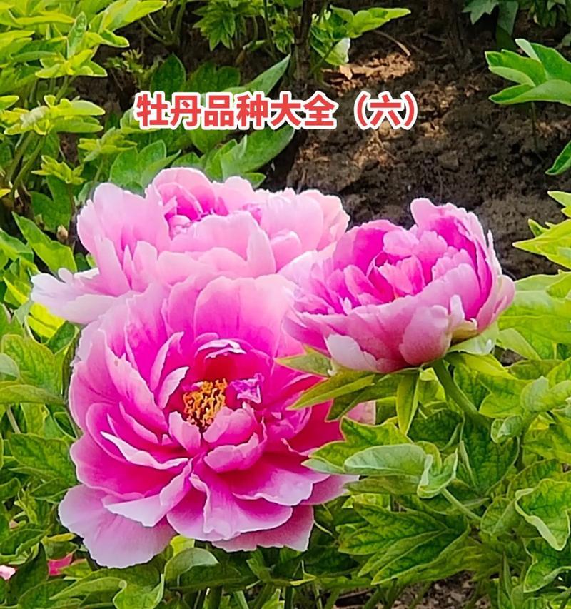 牡丹花的含义寓意及象征是什么？适合什么场合？