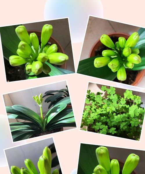 花语中的五行属性有哪些讲究？