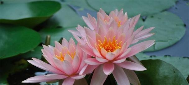 花语中的五行属性有哪些讲究？