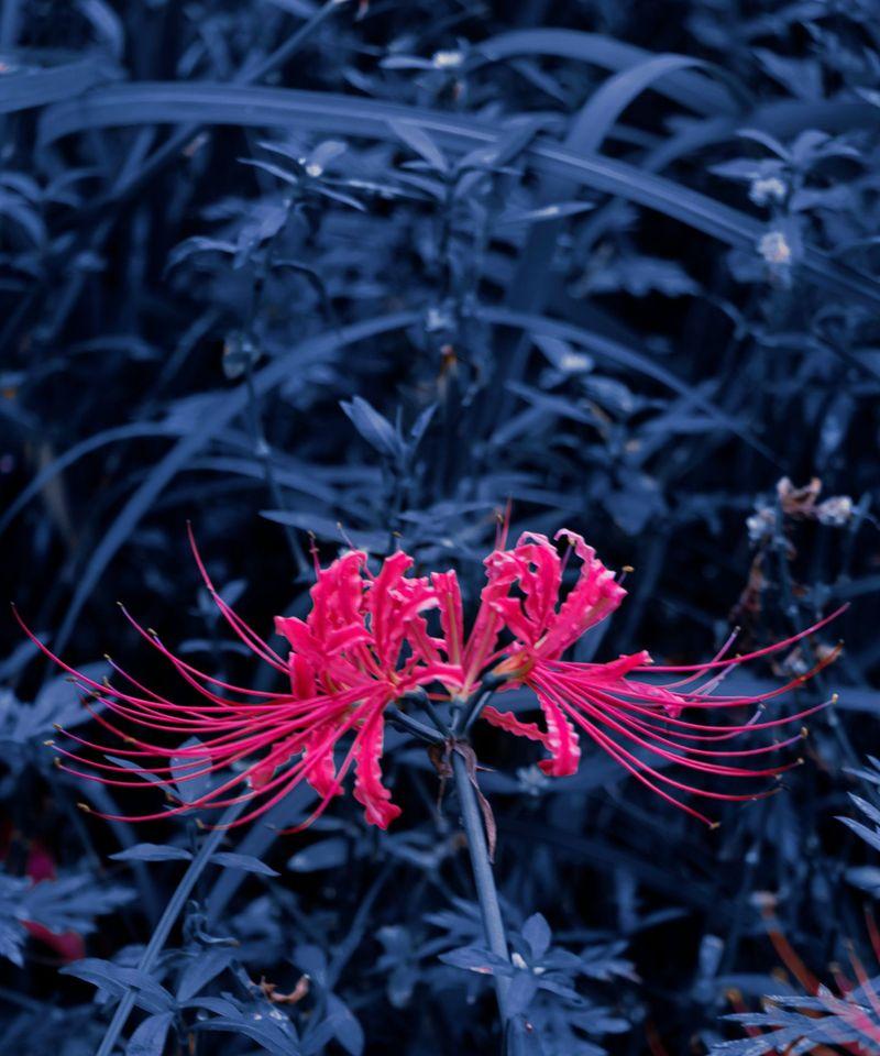 悲伤花语中包含哪些信息？