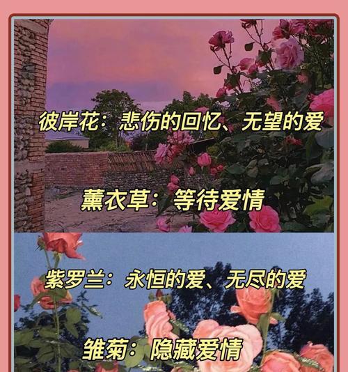 悲伤花语中包含哪些信息？