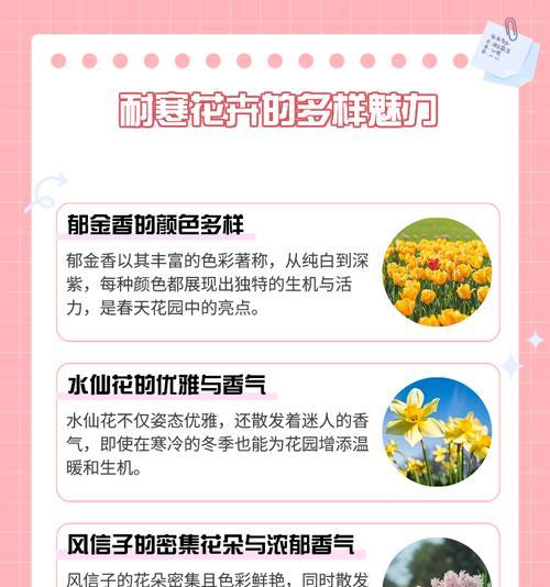 小尺寸高冷花卉的花语有何不同？