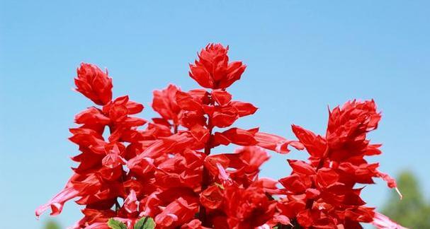 红色一串红花语是什么？红色一串红表达了哪些情感？