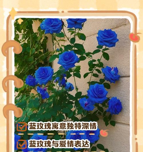 蓝玫瑰在杯中代表的花语是什么？