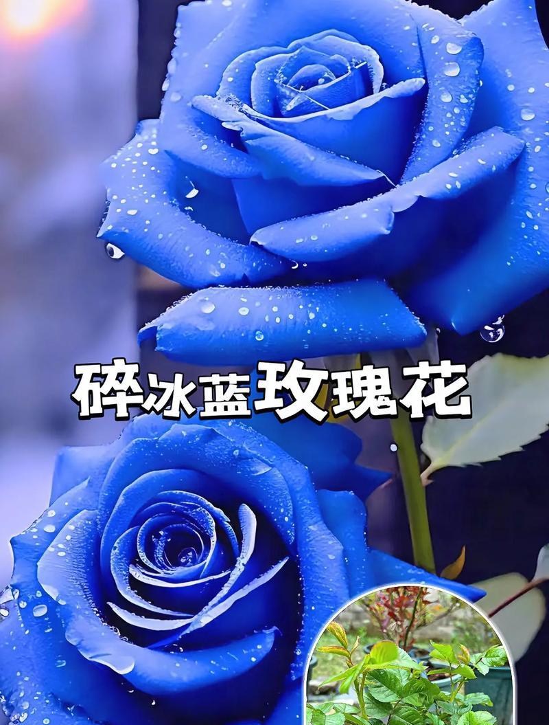 蓝玫瑰在杯中代表的花语是什么？
