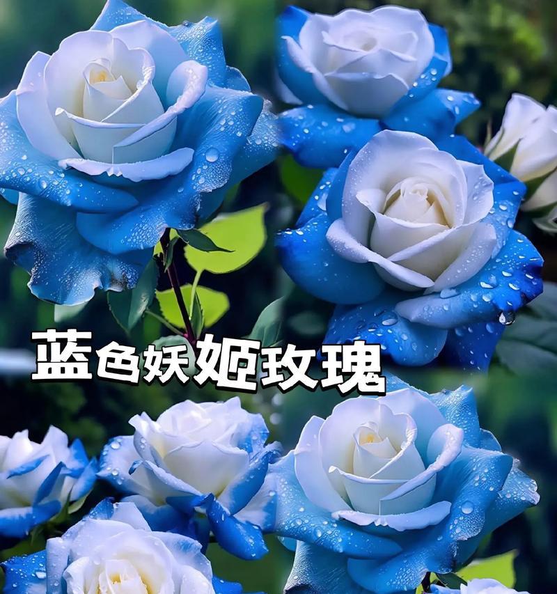 蓝玫瑰在杯中代表的花语是什么？