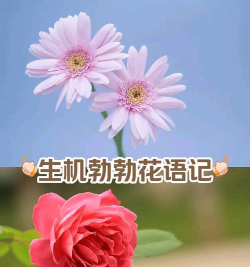 哪种花代表美丽好心情？花语是什么？