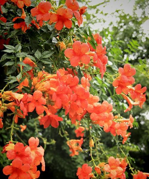 哪种花代表美丽好心情？花语是什么？