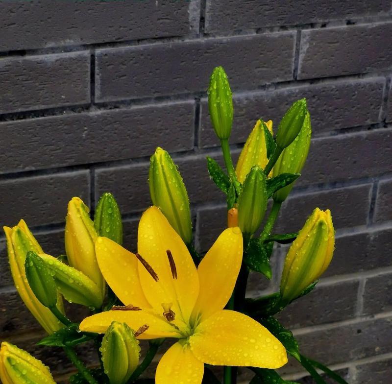 哪种花代表美丽好心情？花语是什么？