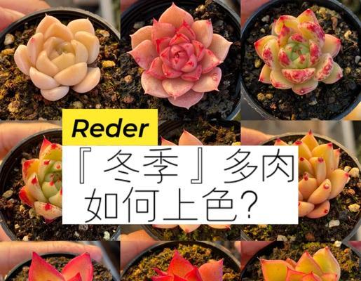 仙人球冬季皮色发黄是什么原因？
