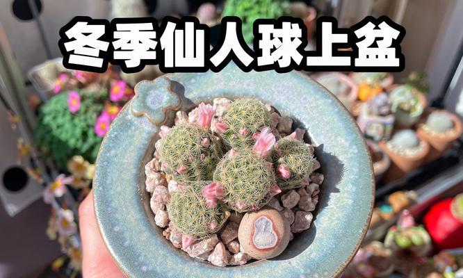 仙人球冬季皮色发黄是什么原因？