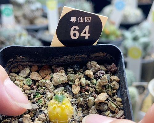 海王仙人球繁殖有哪些方法？繁殖过程中应注意哪些问题？