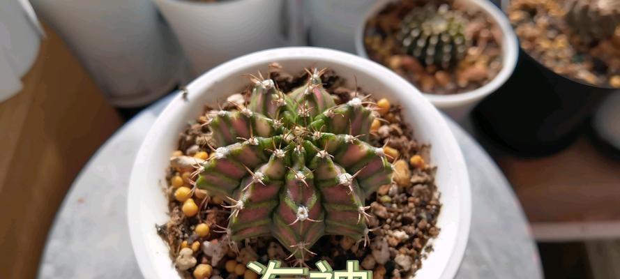 海王仙人球繁殖有哪些方法？繁殖过程中应注意哪些问题？