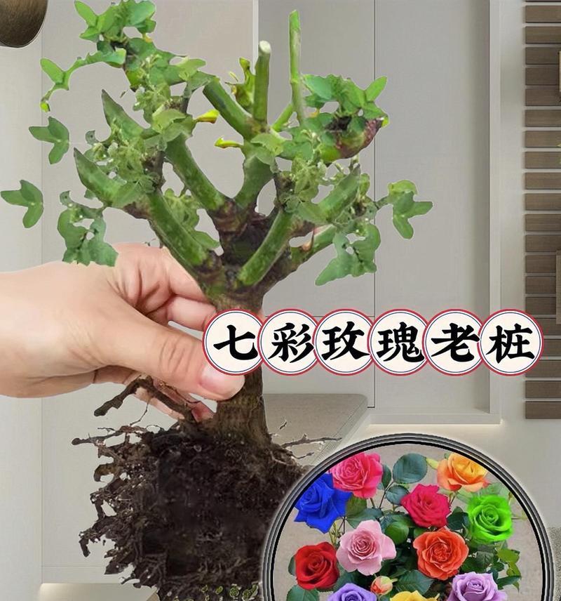 玫瑰花的管理技巧有哪些？