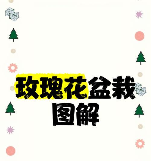 玫瑰花如何选择插枝盆栽？插枝后如何进行养护？