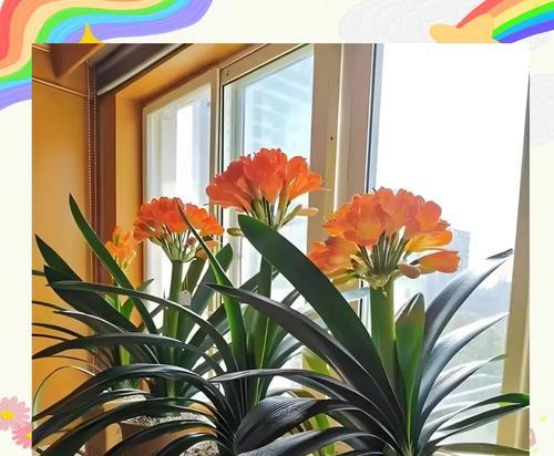 君子兰小白色花的养护和管理技巧是什么？