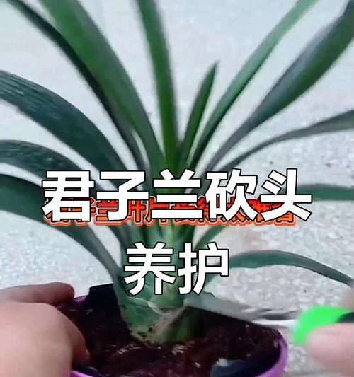 君子兰芽的品种图解怎么看？有哪些技巧？