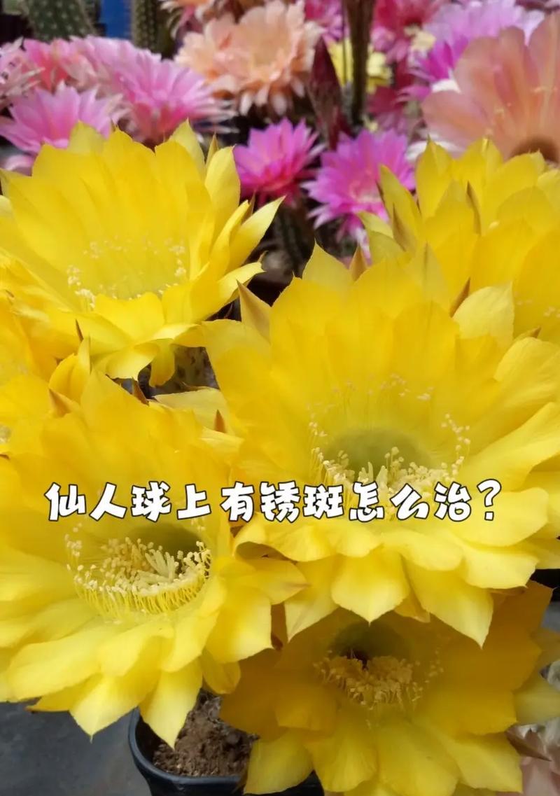 金艳花卉仙人球的养护与管理方法有哪些？