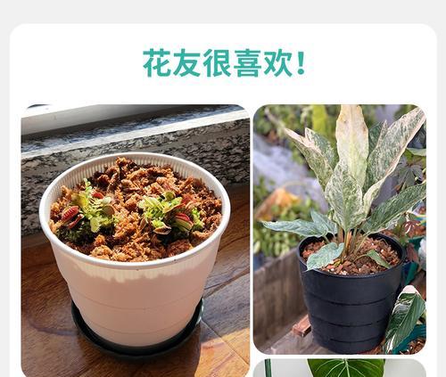 树脂花盆中君子兰的养护技巧是什么？如何避免问题？