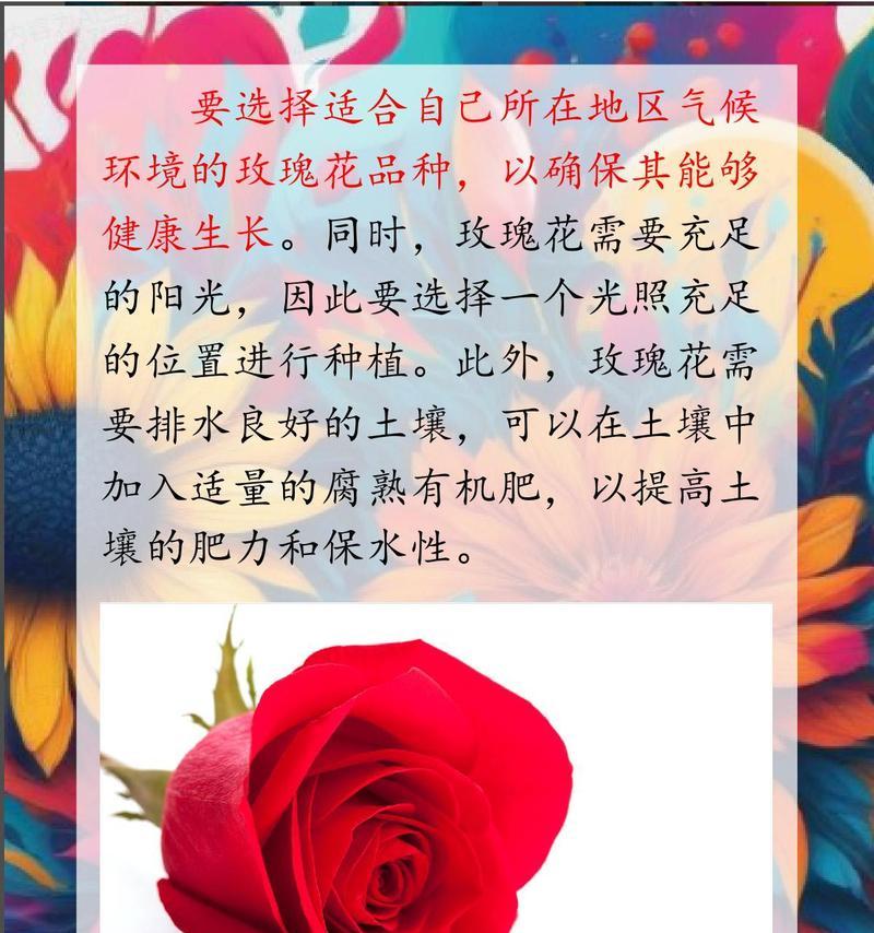 玫瑰花如何繁殖？有哪些有效的方法？