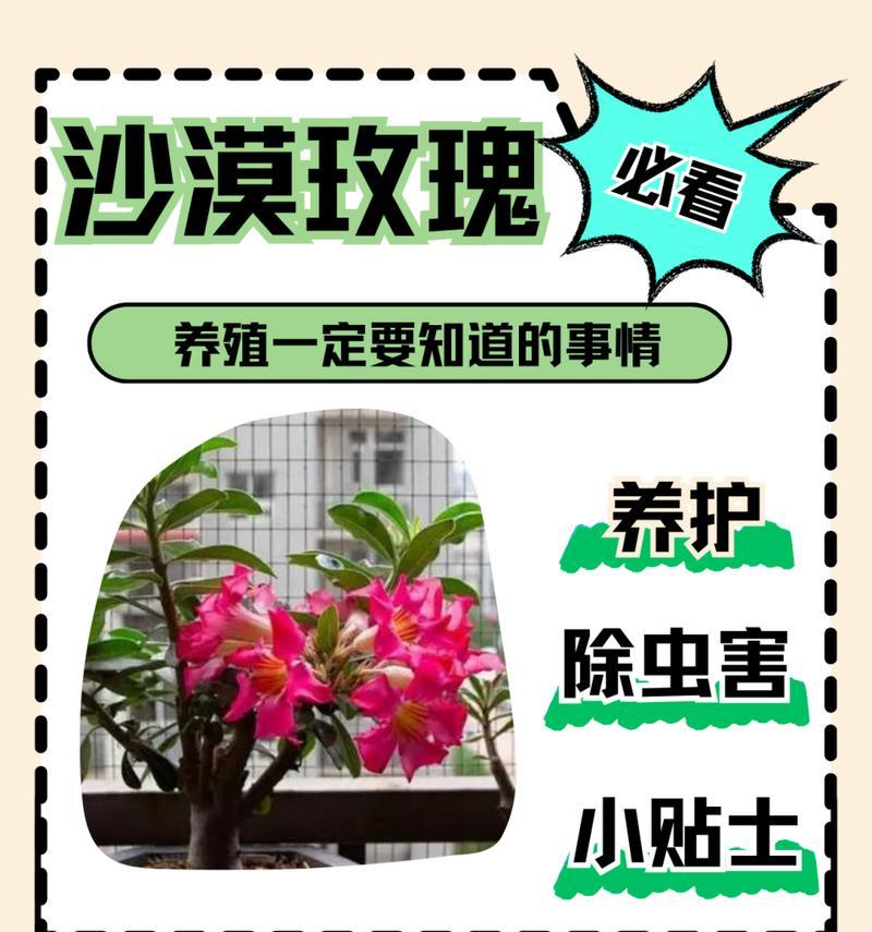 玫瑰花如何繁殖？有哪些有效的方法？