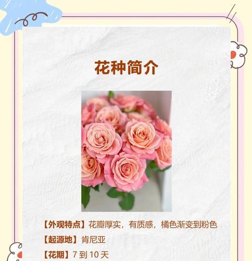玫瑰花与爱意花的区别在哪里？