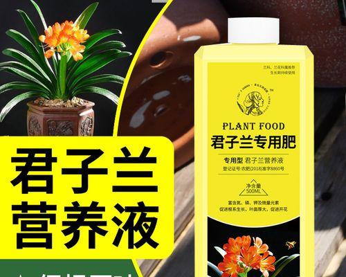 君子兰叶片发黄的可能原因是什么？如何解决君子兰发黄问题？