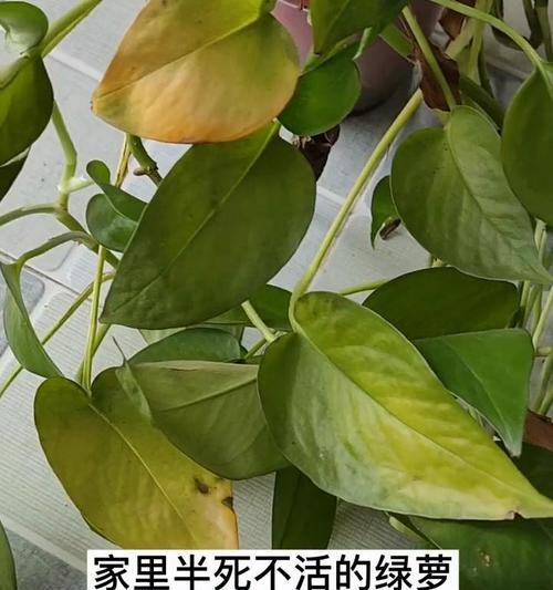 君子兰叶片发黄的可能原因是什么？如何解决君子兰发黄问题？