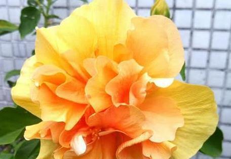 扶桑牡丹花怎么修剪重新养殖？修剪后如何促进新枝生长？