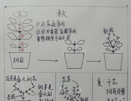 扶桑牡丹花怎么修剪重新养殖？修剪后如何促进新枝生长？