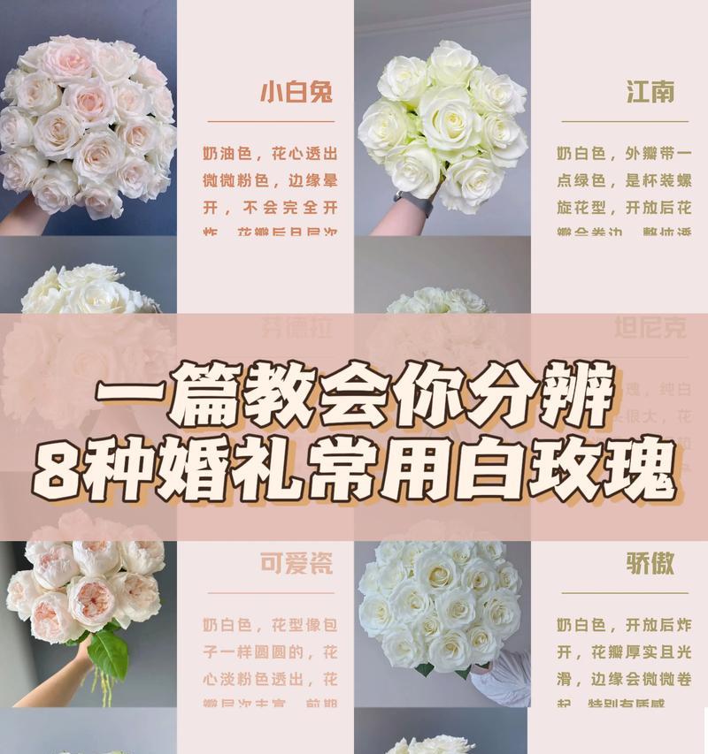 如何鉴别不同品种的玫瑰花？