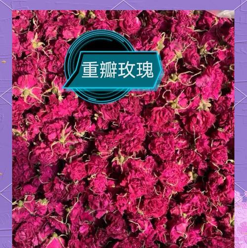 如何鉴别不同品种的玫瑰花？
