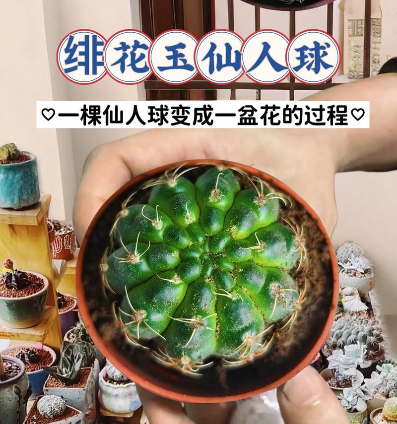 仙人球开花的秘诀是什么？